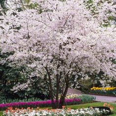 a tree with white flowers in the middle of a flower bed and walkway next to it