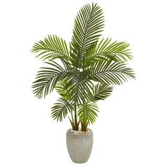 a potted palm tree in a white planter on a white background with clipping for text