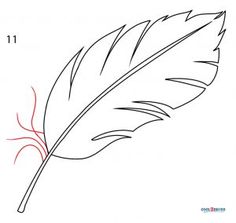 how to draw a feather step by step