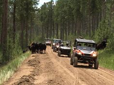 four vehicles driving down a dirt road with cattle on the side and trees in the background