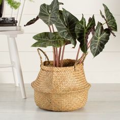 a plant in a woven basket next to a white chair