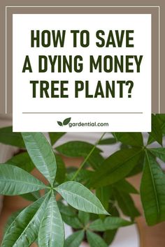 a potted plant with the words how to save a dying money tree plant?