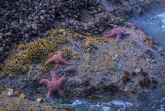 two starfishs are on the rocks by the water