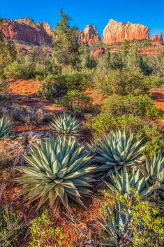 some very pretty looking plants in the desert