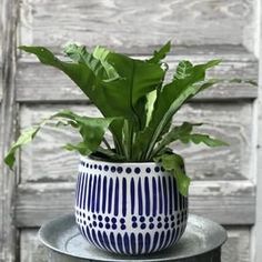 a blue and white potted plant sitting on top of a metal table next to a wooden wall