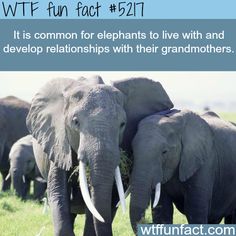 Elephants develop relationships with their grandmothers - WTF awesome & fun facts Baby Elephant, Funny Facts, Spirit Animal, Animals Friends, Beautiful Creatures