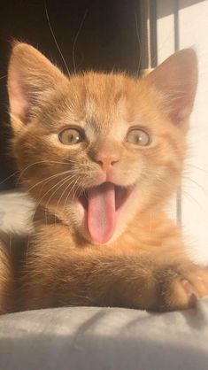 an orange kitten laying on top of a bed with its mouth open and tongue out