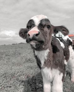 a brown and white cow standing on top of a dry grass field