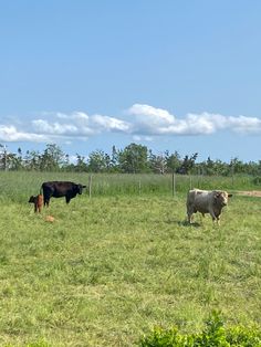 three cows and two calves in a grassy field with blue sky behind them on a sunny day