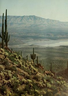 cactuses on the side of a hill with mountains in the background