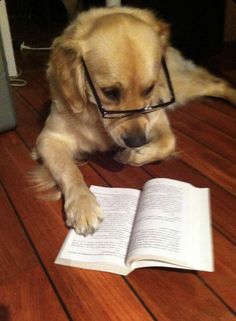 a dog wearing glasses is reading a book on the floor with it's paws