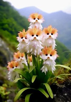 some white and orange flowers are in the grass on a hill side with mountains in the background