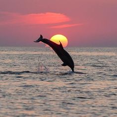 a dolphin jumping out of the water at sunset