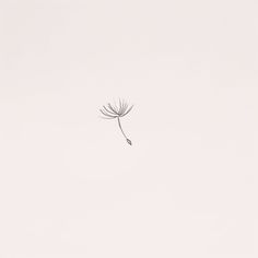 a single dandelion in the middle of a white sky