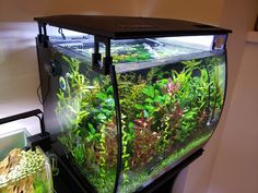 a fish tank filled with plants and water