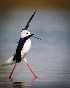 a black and white bird standing in the water