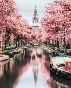 boats are parked on the water in front of trees with pink blossoms lining the canal