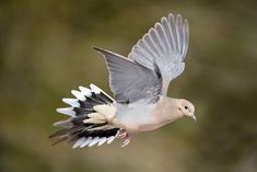 a white and black bird flying through the air