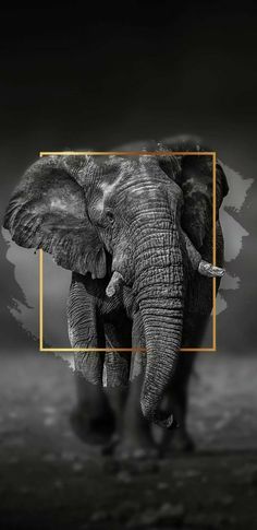 an elephant standing in the middle of a black and white photo with a gold frame