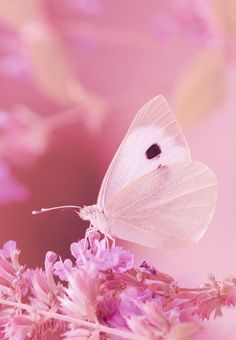 a white butterfly sitting on top of a flower next to a pink background with purple flowers