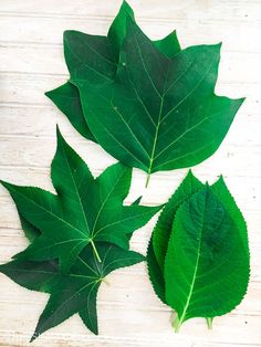 three green leaves laying on top of a wooden table