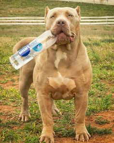 a dog holding a water bottle in its mouth