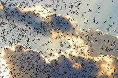 a large flock of birds flying in the sky