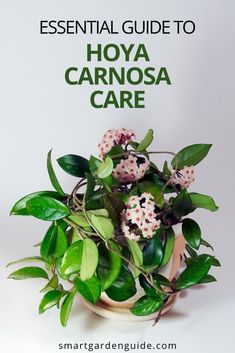 the essential guide to hoya carnosa care