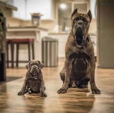 two dogs sitting on the floor next to each other