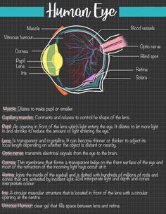 the human eye and its functions