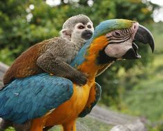 a monkey sitting on top of a colorful parrot