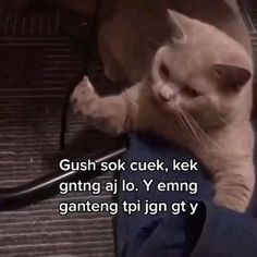 a cat laying on top of someones leg with the caption saying, gush sok cuck, kel getting al lo y'emming ganteng