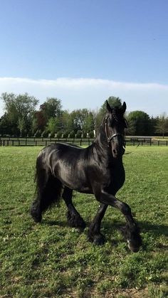 a black horse is running in the grass