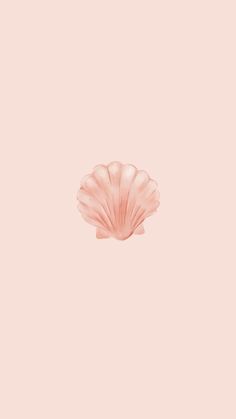 a pink scallop shell on a light pink background