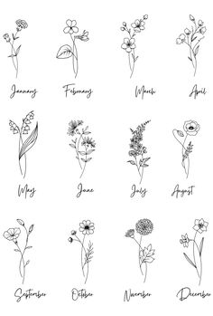 the twelve months of flowers drawn by hand in black ink on a white paper background