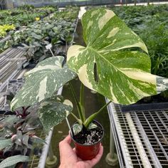 a person holding a potted plant in their hand with other plants growing behind it