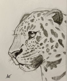 a pencil drawing of a cheetah's head with spots on its fur