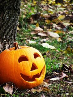 a carved pumpkin sitting next to a tree