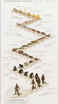 the human evolution chart is shown in this image, it shows different types of animals and people