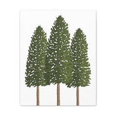 Ponderosa Pine Canvas Yosemite National Park Photography, Lassen Volcanic National Park, National Parks Photography, Ponderosa Pine, Philodendron Monstera, American West, Snake Plant, Pink Princess, Post Cards