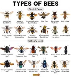 the different types of bees and their names are shown in this chart, which shows how many