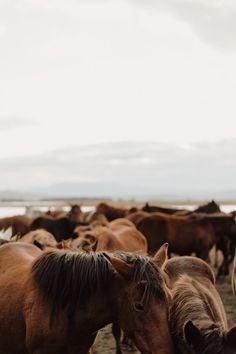 a herd of horses standing on top of a dirt field