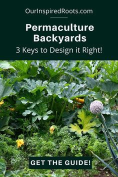 diversity in growing plants Permaculture Backyard, Pool Pergola, Practical Garden, Easy Gardening, Berry Plants, Blooming Garden, Winter Project