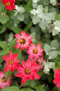 red flowers with green leaves in the foreground and white ones on the other side