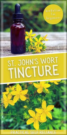 St John's Wort Benefits, Herbal Tinctures Recipes, Tincture Benefits, Herbalism Recipes, Herbalism For Beginners, Herbal Knowledge, Tinea Versicolor, Medicine Recipes, Tinctures Recipes