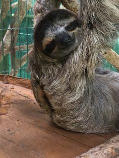 a sloth hanging from a tree branch in an enclosure