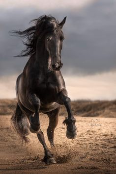 a black horse is running in the sand with it's front legs spread out