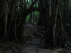 a wooden path in the middle of a forest with trees growing on it's sides