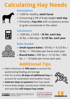 Horse Nutrition, Horse Farm Ideas, Horse Barn Ideas Stables, Equine Care, Horse Information, Raising Farm Animals, Healthy Horses, Horse Barn Designs, Horse Facts