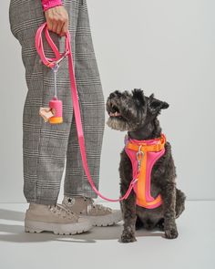 a small black dog wearing a pink harness and leash, standing next to a person